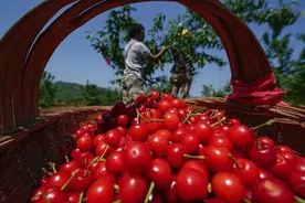 全贵州的樱桃！采摘时间，路线都给你打听清楚了→图片