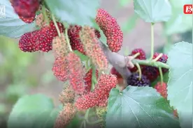 视频丨道县：桑葚成熟上市 助推乡村振兴图片