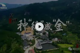 是这个理：种“绿”成“金”图片