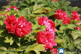 菏泽天香公园牡丹已盛开 市民争相赏花打卡图片