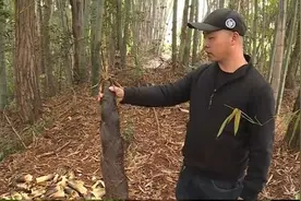 游客私挖10根竹笋村民索赔10万？最终协商赔偿1500元图片