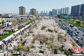 山东烟台樱花烂漫绽放 民众踏春赏樱图片