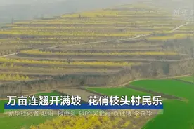 万亩连翘开满坡  花俏枝头村民乐视频封面
