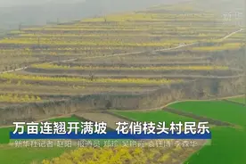 万亩连翘开满坡  花俏枝头村民乐视频封面