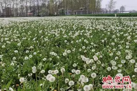 鹿邑县杨湖口镇：万亩蒲公英惊艳绽放 踏青赏花正当时图片