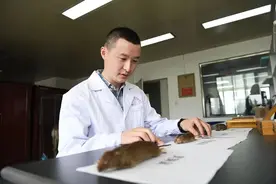爱国卫生月：“四害”的真相④丨楼层住得高就不怕老鼠了？省疾控专家：你可小看它了图片