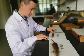 家庭防鼠有哪些注意事项？专家为你解答图片