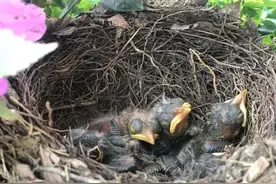 为什么鸟类越来越爱到阳台筑巢？城里的鸟压力大？今晚聊聊鸟儿那点事儿图片