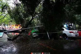 突发！医学院门口附近倒下一棵大树，砸中行驶中的出租车图片