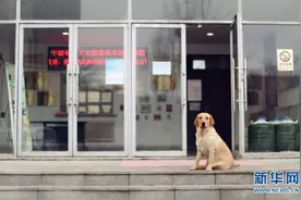 导盲犬被质疑“奢侈”骗局？中国盲协主席：免费给盲人使用 养护成本相当于普通宠物图片