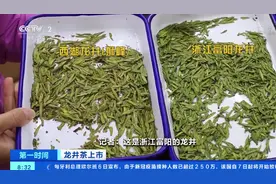 西湖龙井市场调查：一斤最高卖3万多元 同一产地价格差1倍图片