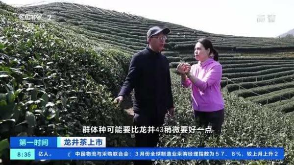 一斤龙井卖3万多元？同一产地，价格为啥差1倍