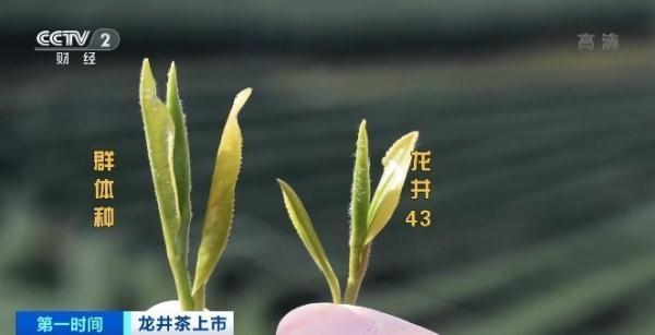 一斤龙井卖3万多元？同一产地，价格为啥差1倍