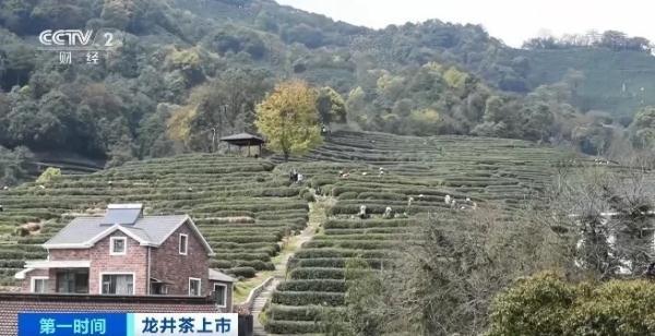 一斤龙井卖3万多元？同一产地，价格为啥差1倍