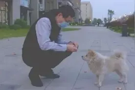 这是一条来自武汉的寻狗启事图片