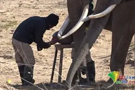 比利时动物园大象享受足疗服务 专人为其剪脚趾甲一脸享受图片