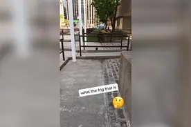 国外网友在街上拍到“三眼”神秘动物 一点都不怕人图片