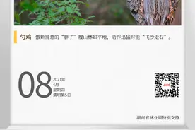湖湘自然历丨风暖鸟声碎⑧一种掌握了“鸭语”的“鸡”图片