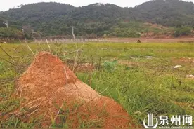 已入侵我国435个县市区，红火蚁危害如何？如何防治？图片
