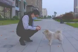 这是一条来自武汉的寻狗启事图片