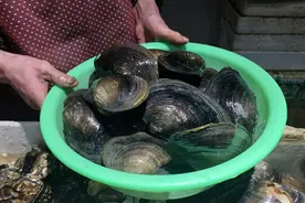 卖了25年水产，河蚌的秘密这个老板都知道图片