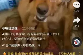 狗妈妈被车撞，离世前仍坚持给狗宝宝喂奶，网友：万物皆有灵，母爱伟大图片