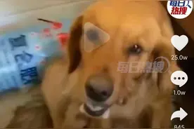 狗妈妈被车撞，离世前仍坚持给狗宝宝喂奶，网友：万物皆有灵，母爱伟大图片