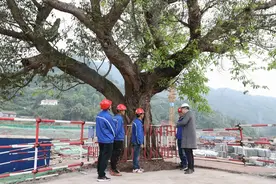 为了两株百年古树 这个项目修改设计方案来“让道”图片