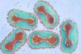 美国在各地开发生物武器？媒体揭秘生物武器如何走向战场图片