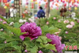 一朵美丽牡丹花，已成“中国牡丹之都”菏泽乡村振兴“金钥匙”图片