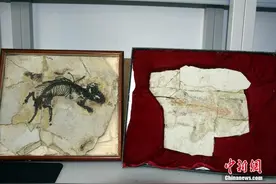 中国热河生物群首次发现掘穴哺乳动物 距今约1.3亿至1.1亿年图片