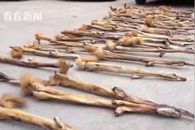 猖狂！有人非法狩猎，家中搜出900余张黄鼠狼皮图片