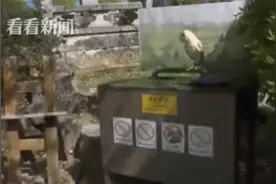 日本动物园“公仓鸮”突然下蛋 把本鸟也吓坏了图片