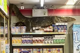 泰国一只巨型蜥蜴爬上便利店货架寻找食物图片