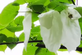 国宝植物珙桐首次在长沙绽放鸽子花视频封面