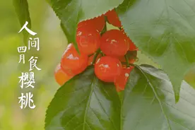 双流第一波“恩桃er”红了！约吗？图片