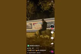 廊坊一男子深夜街头骑猪出行，还悠闲自得地低头玩手机，网友：“二师兄”出巡了图片