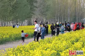 河北固安：油菜花开春意浓图片