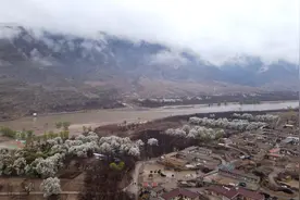梨花树下，看千年黄河古村“蝶变”图片