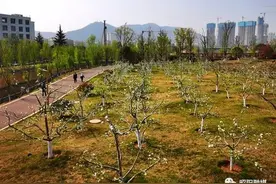 昭通5万株“进城”苹果树开花了图片