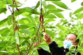 身高18厘米 通州长果桑进入最佳采摘季图片