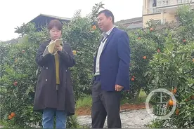 重庆奉节“过山车运输脐橙”火了，背后还有很多不为人知的细节与故事……图片