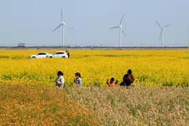 赶趟末班车，去长兴岛赏千亩五彩油菜花田图片
