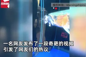 深圳一宠物鱼吃老鼠，惊呆众人！网友：龙鱼啥都吃图片
