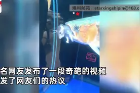深圳一宠物鱼吃老鼠，惊呆众人！网友：龙鱼啥都吃图片