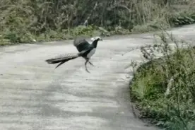 尾巴比身子还长！雅安宝兴两只白腹锦鸡为路人“献舞”图片