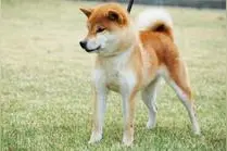 柴犬为什么叫“柴”犬？图片