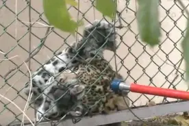 印度一野生豹子闯入闹市区公园 袭击一名老人后被捕图片