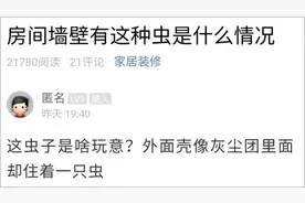 最近，杭州不少人家里都出现了这种虫！网友：这是啥玩意？图片