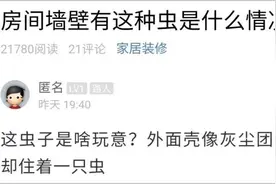 最近，杭州不少人家里都出现了这种虫！网友：这是啥玩意？图片